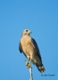 Hawk;Buteo-lineatus;Red-shouldered-Hawk;Birds-of-Prey;Curved-Beak;Hunter;Hunters